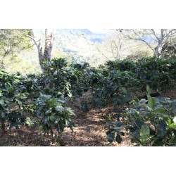 Plantation de caféier au panama